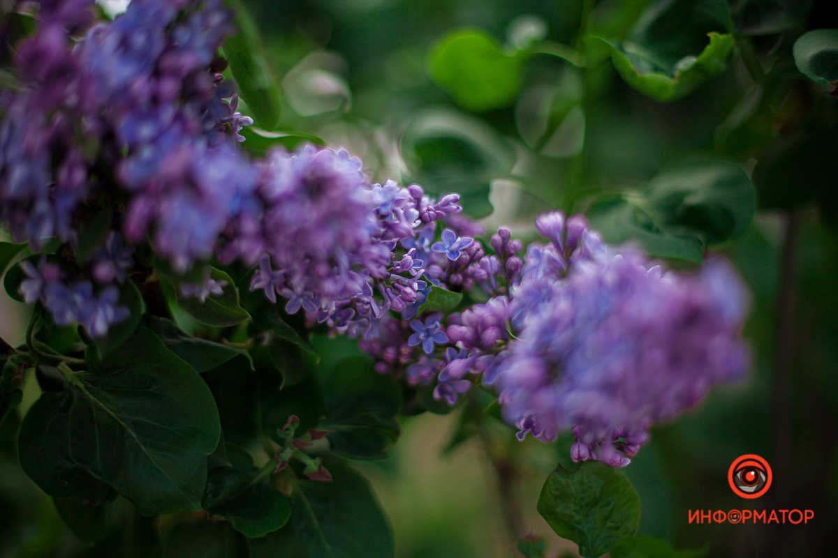 Все цветет Все цветет