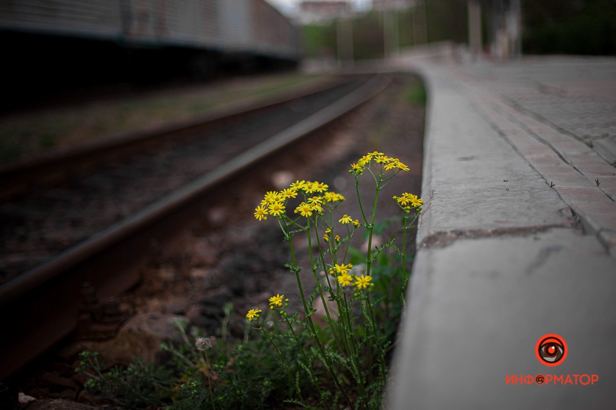 Природа пробивается Природа пробивается