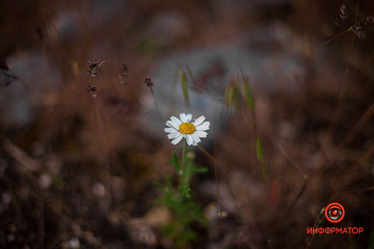 Весна сквозь бетон Весна сквозь бетон
