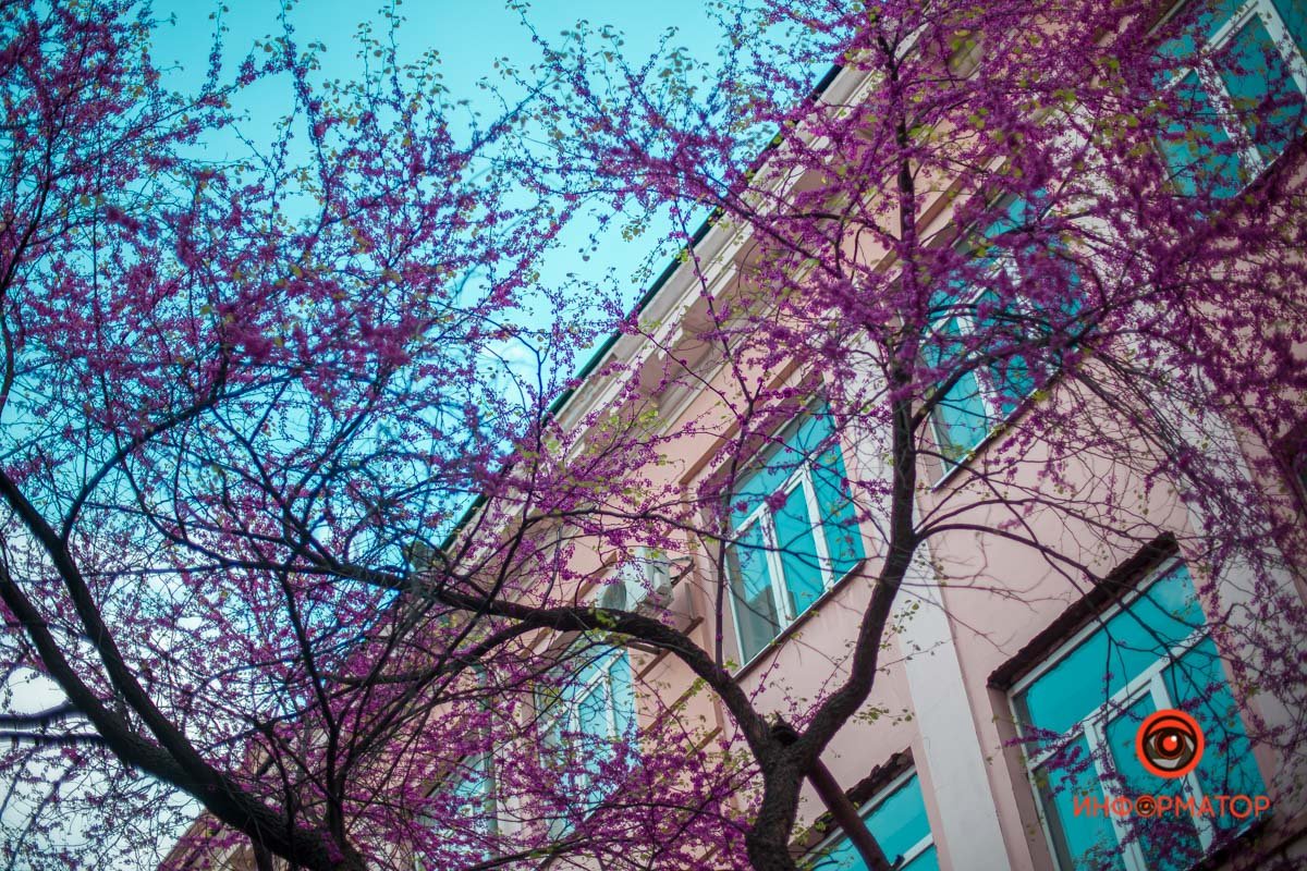 Сложно дотянуться до цветов