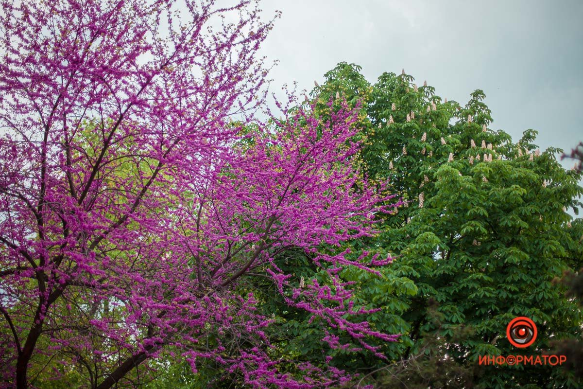 Удивительный цвет