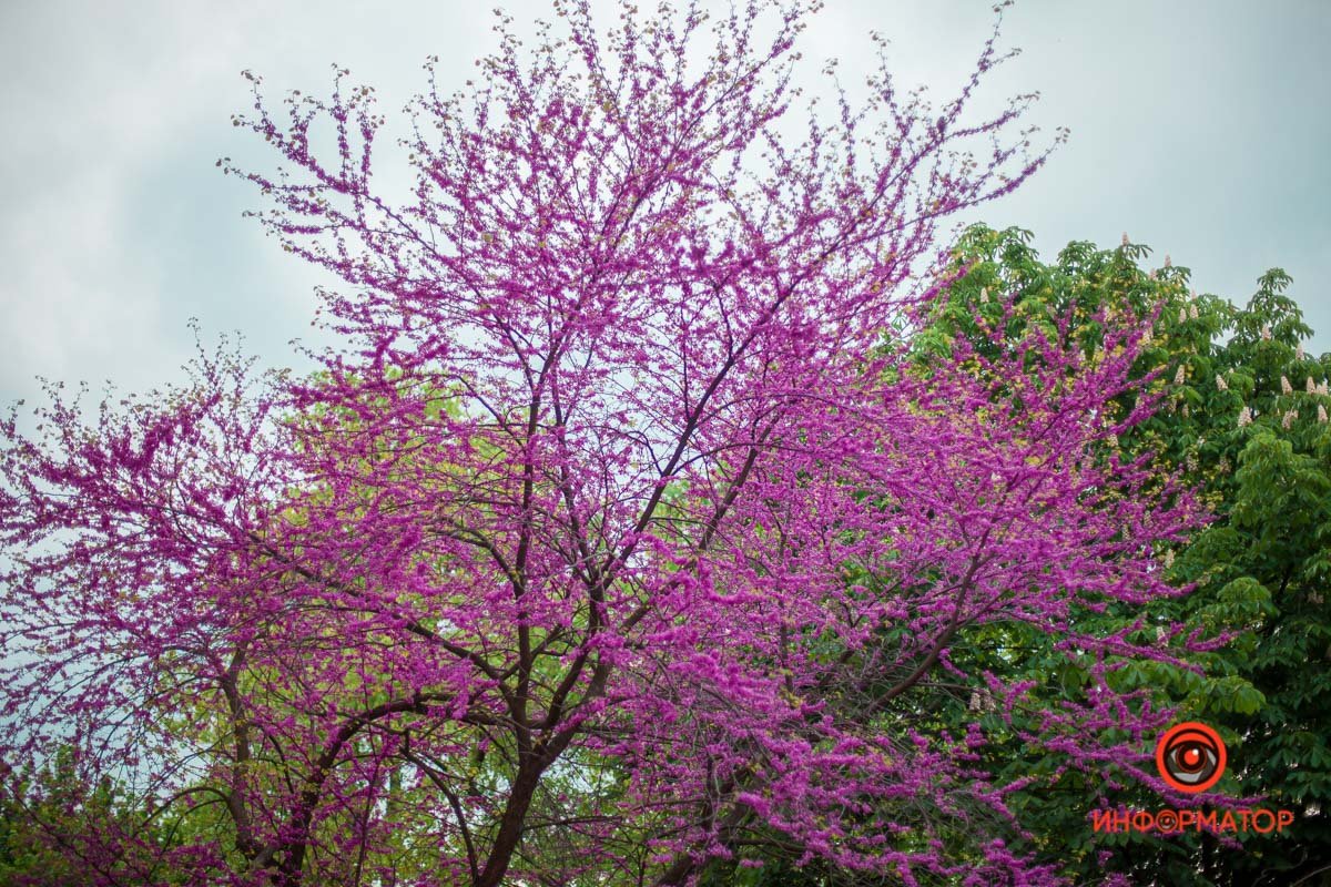 Счастье жить в Днепре
