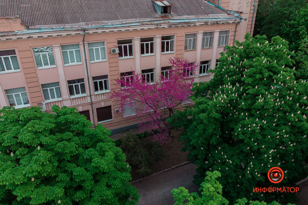 Это дерево расцветает после Пасхи 