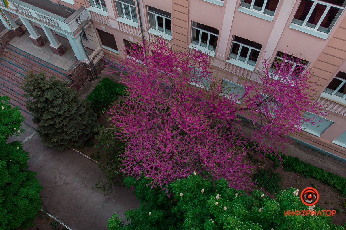 В Днепре эти деревья растут уже около 20 лет