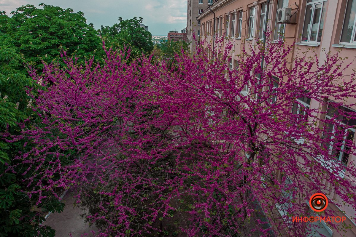 Чудеса рядом 