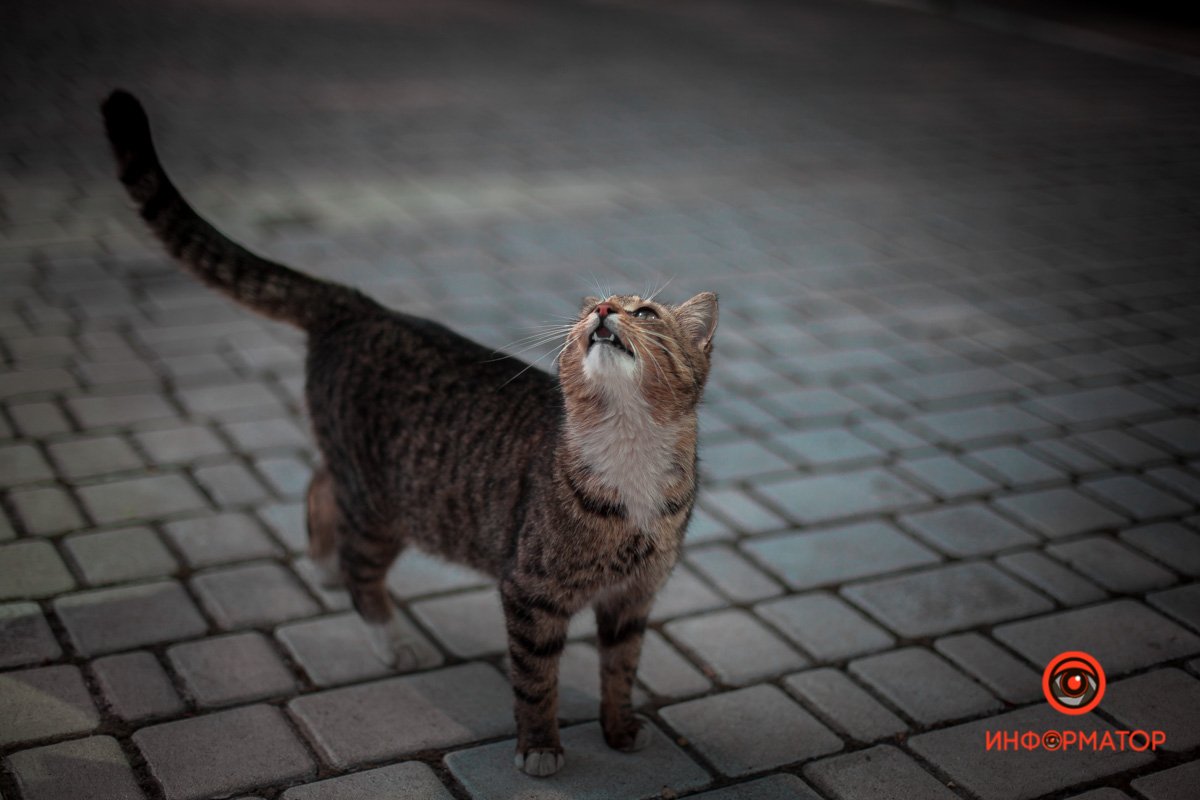 Местные жители Местные жители