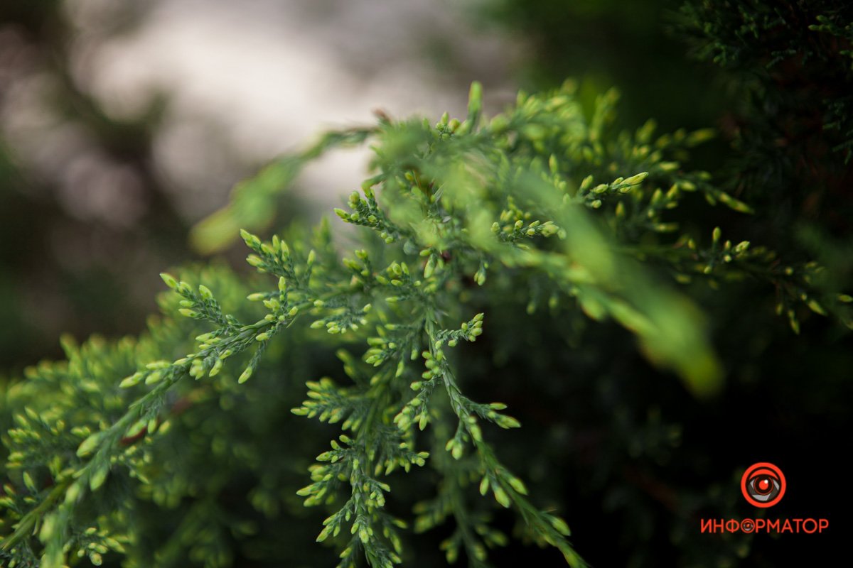 Весна украсила храм Весна украсила храм