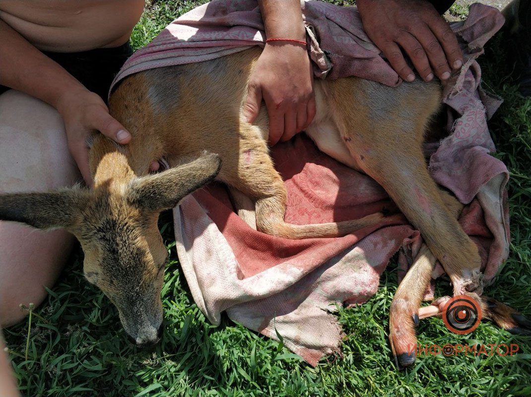 Малышка сломала лапу Малышка сломала лапу