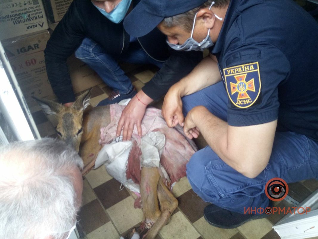 ГСЧС помогли отвести животное в клинику ГСЧС помогли отвести животное в клинику