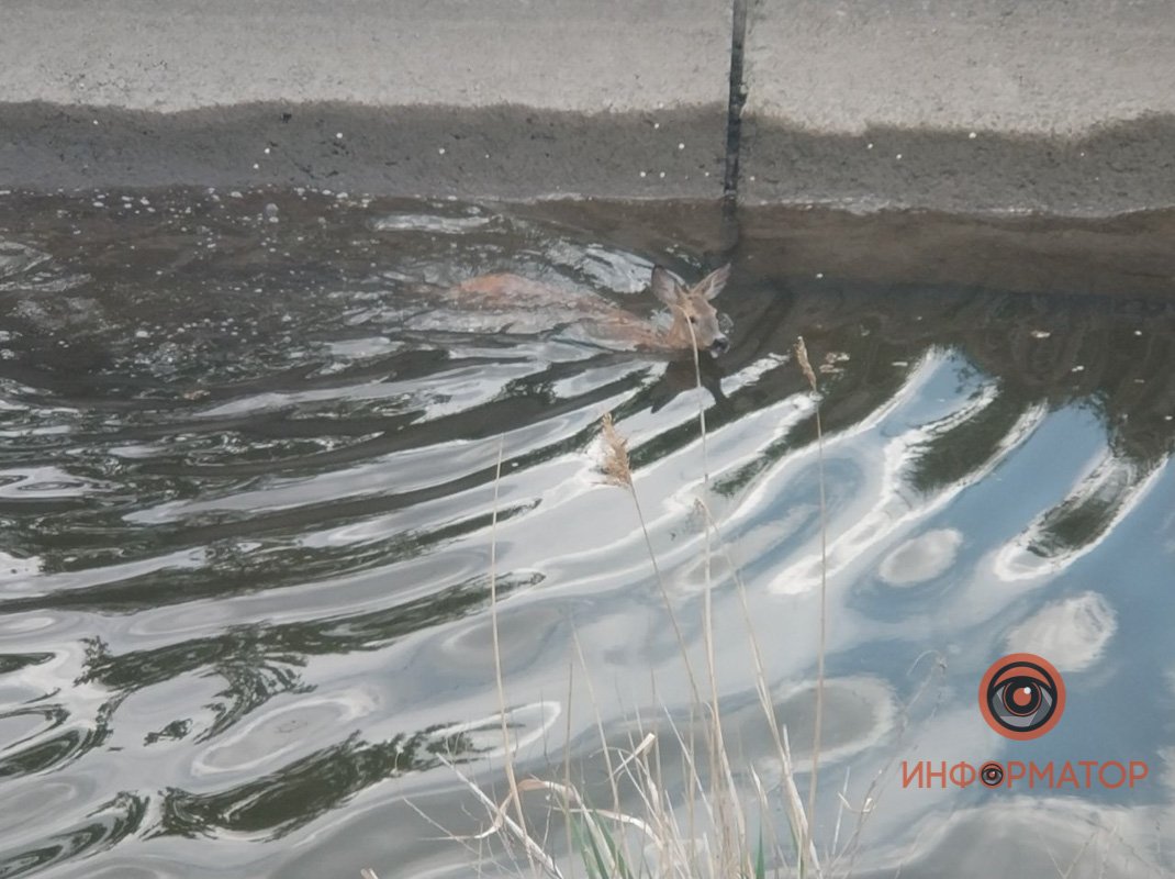 Косулю оперируют Косулю оперируют