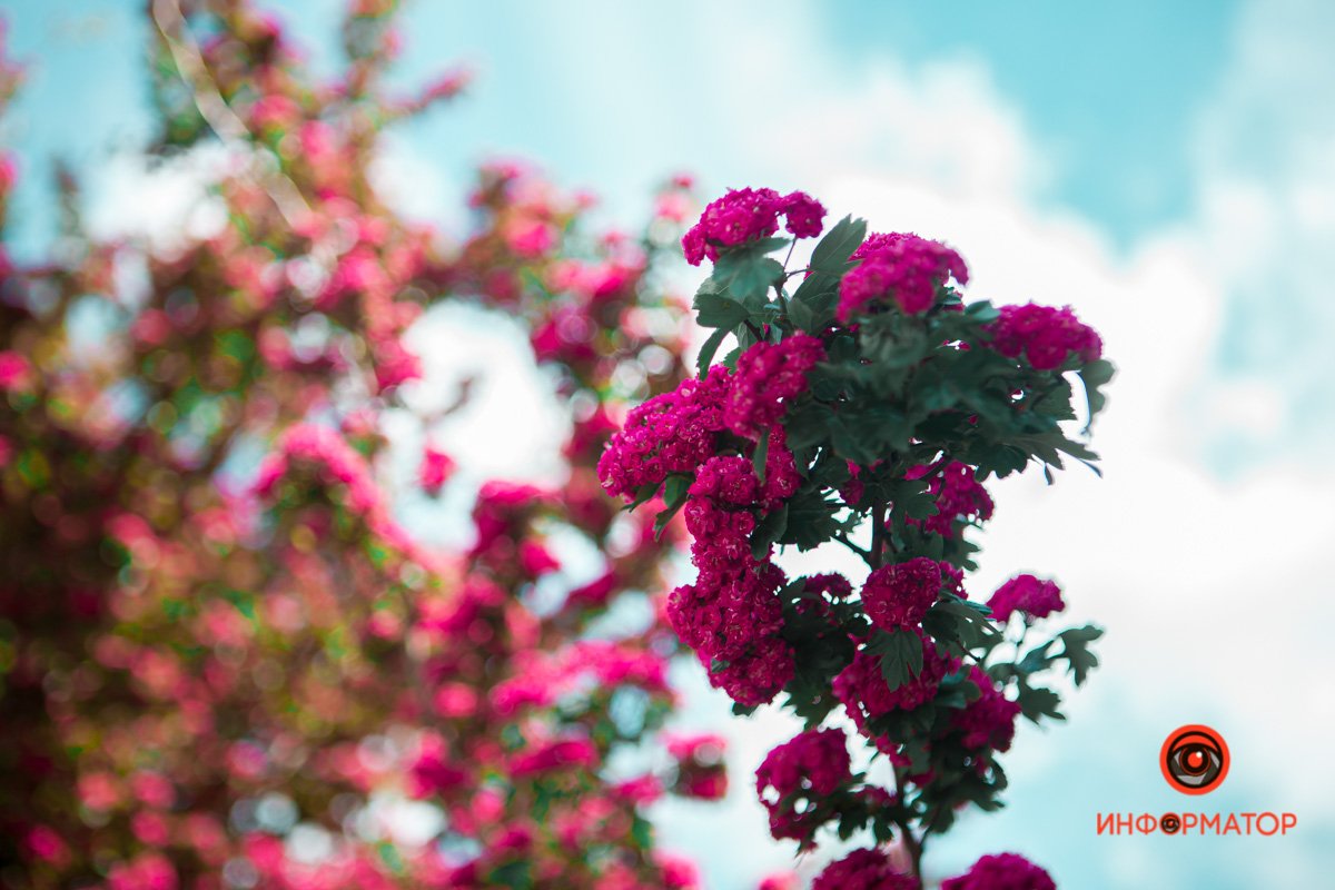 Зачем стоять очередь к сакурам, если можно сделать фото тут Зачем стоять очередь к сакурам, если можно сделать фото тут