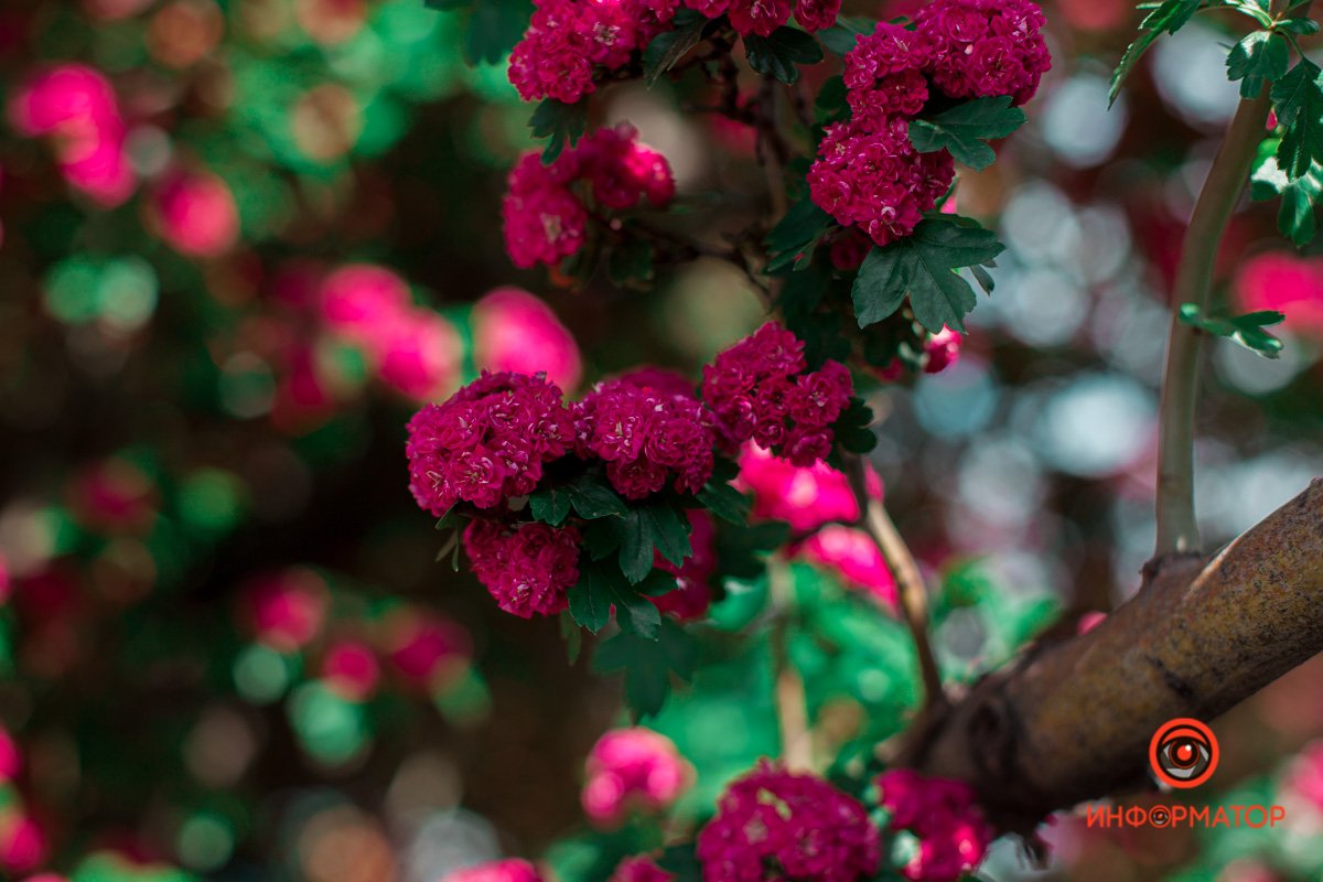 Днепр прекрасен Днепр прекрасен