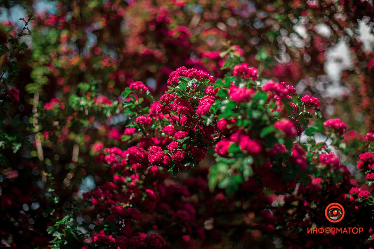 Цветы распускаются в конце весны Цветы распускаются в конце весны