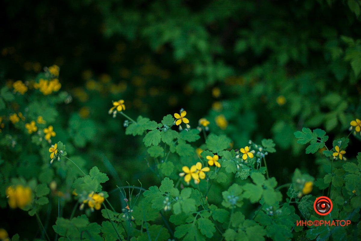 Весна сюда пришла раньше Весна сюда пришла раньше