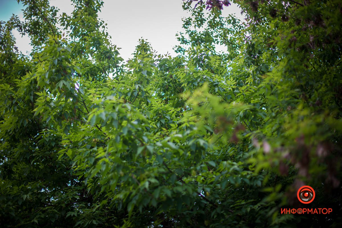 Все распустилось Все распустилось