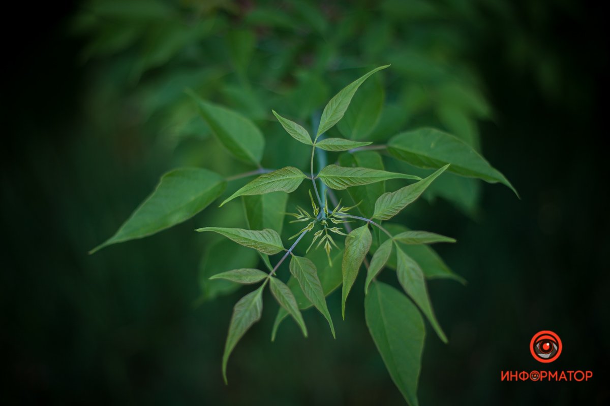 Весна красит город Весна красит город