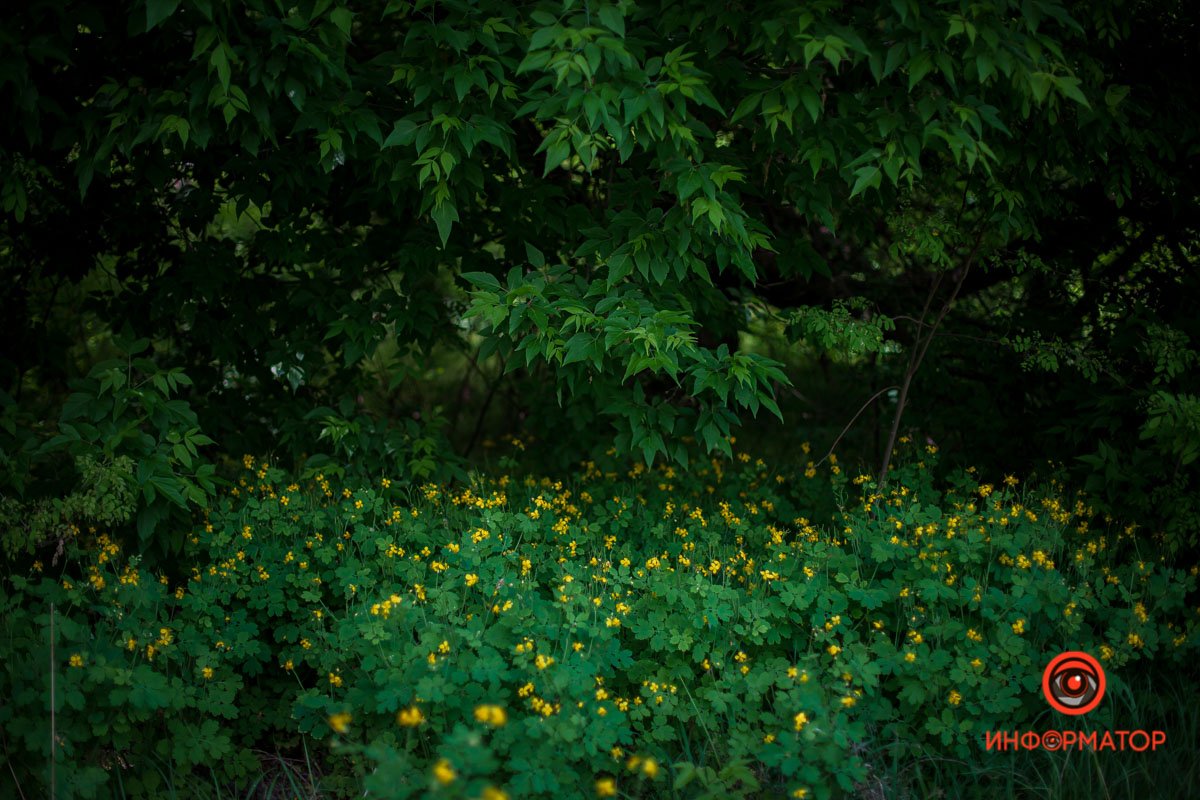 Псс, парень, не хочешь немного зелени? Псс, парень, не хочешь немного зелени?