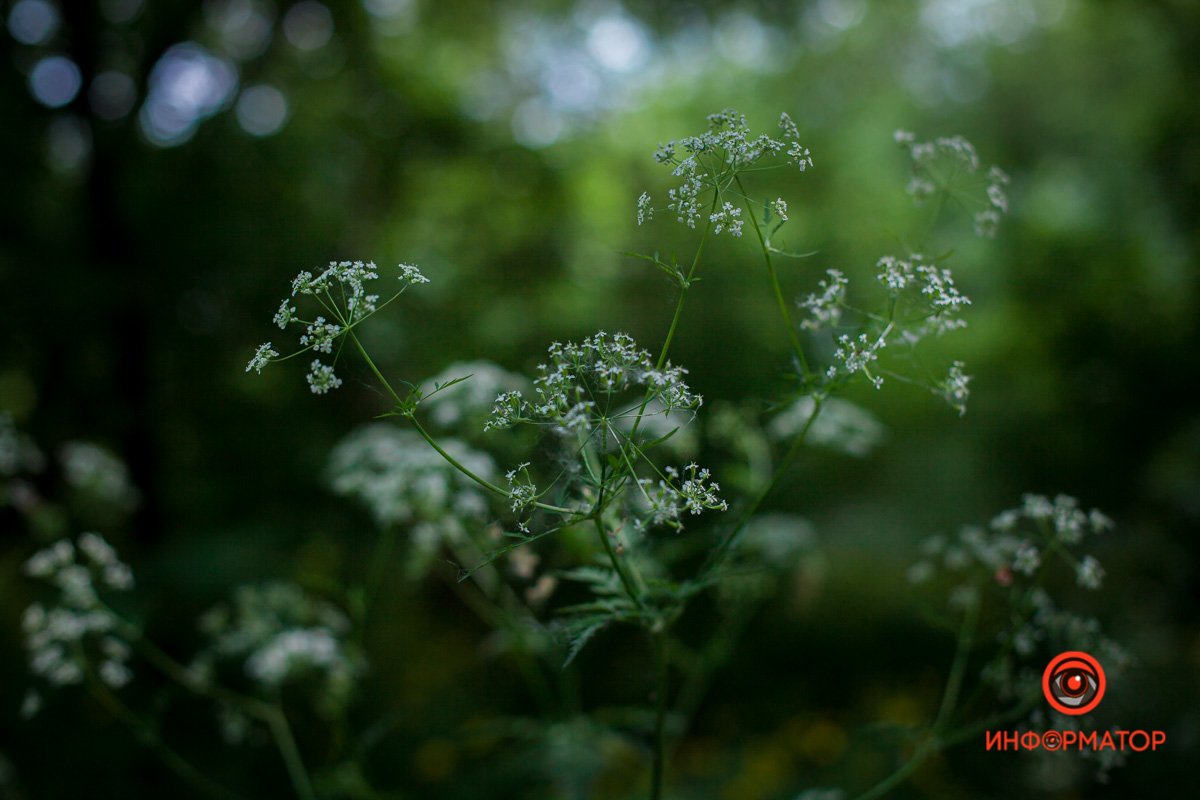 Все пахнет Все пахнет