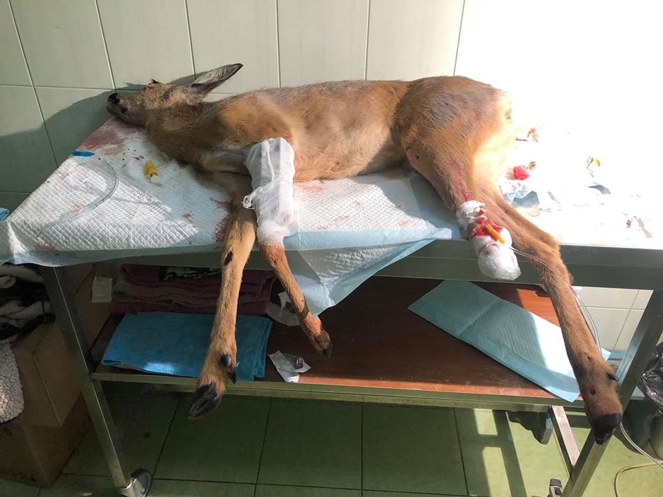 Косуля, которую спасали из канала в Подгородном, умерла 1