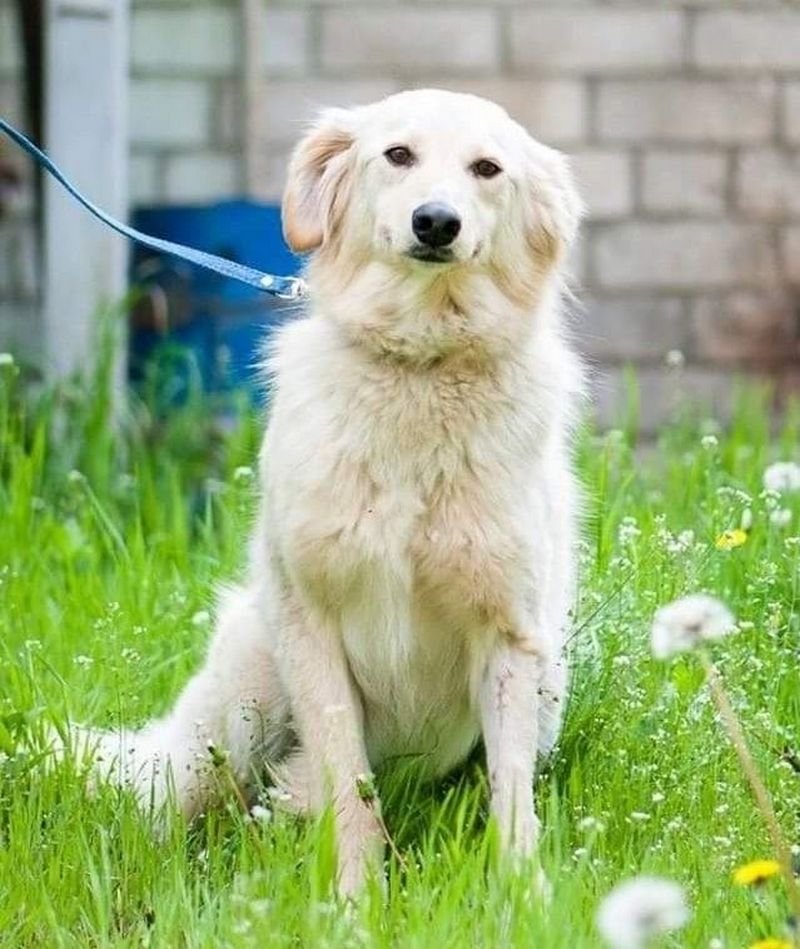 Пальма расцвела (нет, не кокосами и не финиками) Пальма расцвела (нет, не кокосами и не финиками)