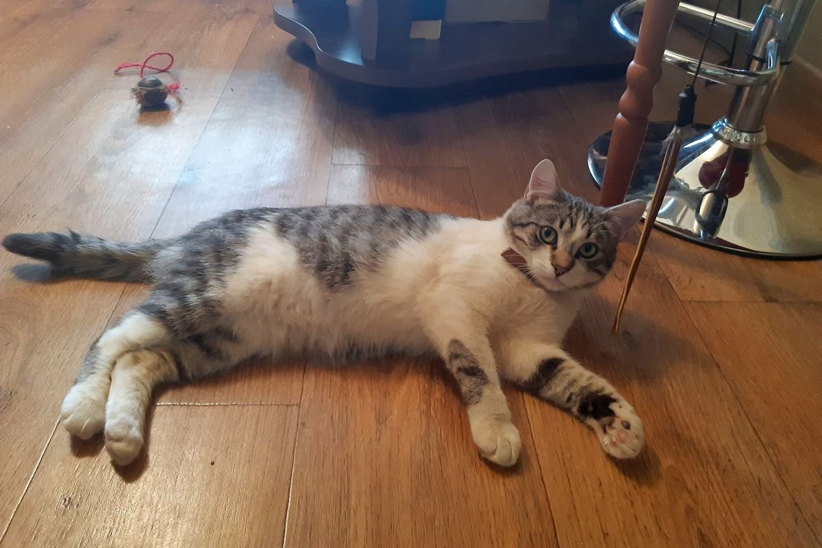 Загадочный Элвис  Загадочный Элвис