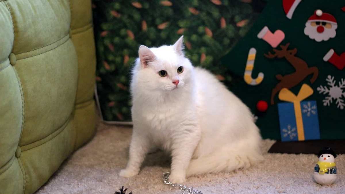 Маленький белый сугробчик Маленький белый сугробчик