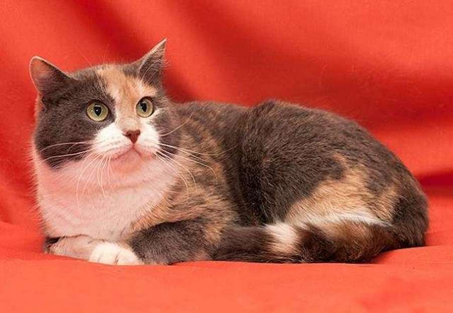 Маленькие истории бездомных животных: где найти себе верного друга в Днепре 6