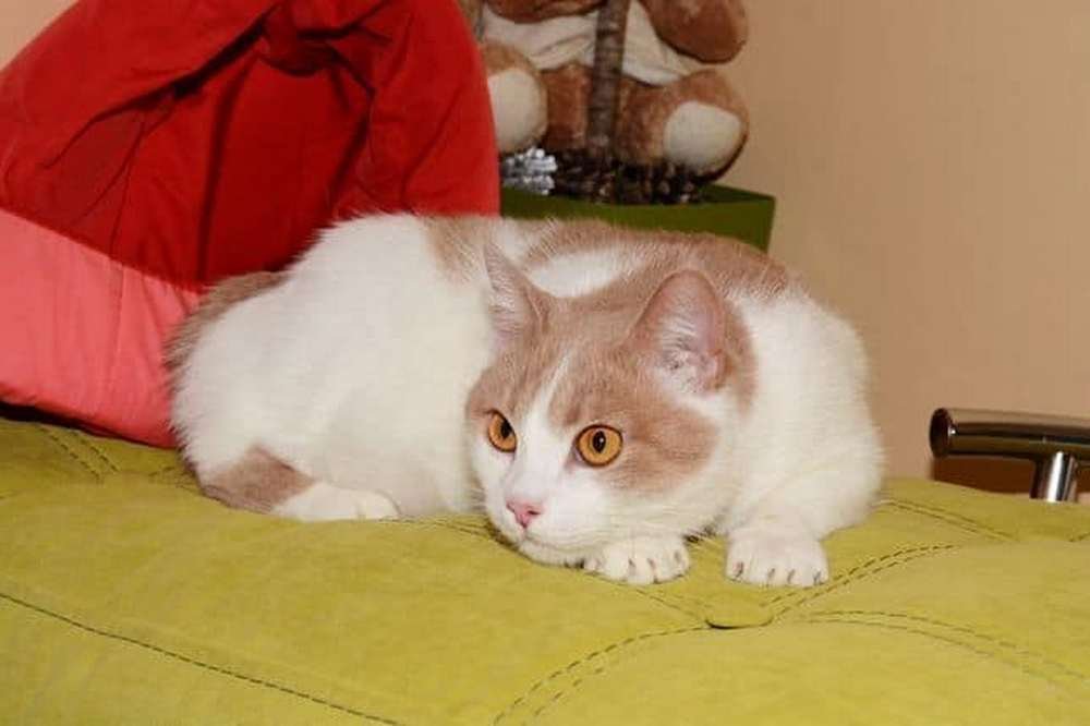 Плюшевая Ксюша Плюшевая Ксюша