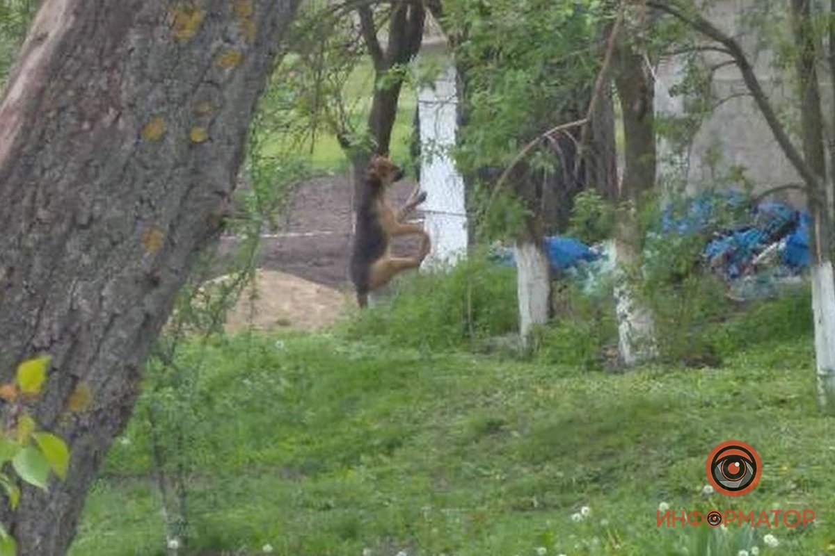 Как объяснял хозяин собаки, он повесил щенка из-за того, что тот задушил курицу