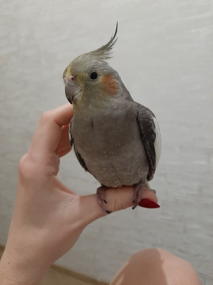 В Днепре пропало много животных: помогите найти 1