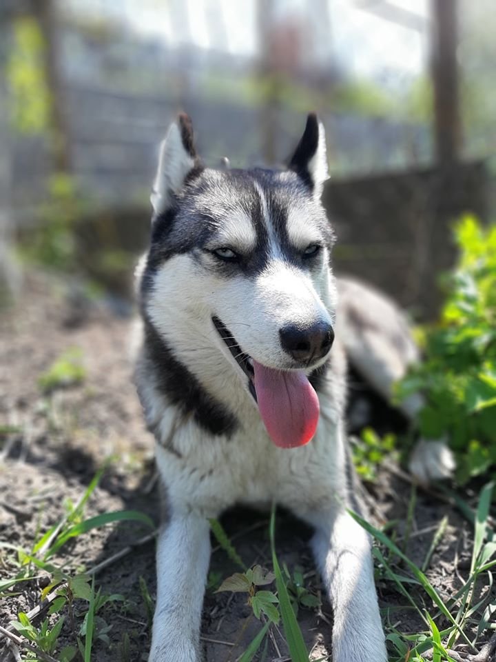 В Днепре пропало много животных: помогите найти 2