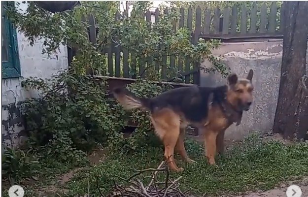 В Днепре пропало много животных: помогите найти 4