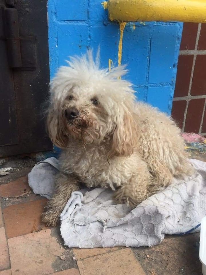 В Днепре пропало много животных: помогите найти 5