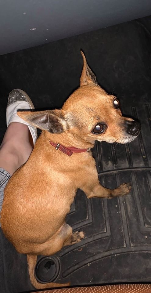 В Днепре пропало много животных: помогите найти 6