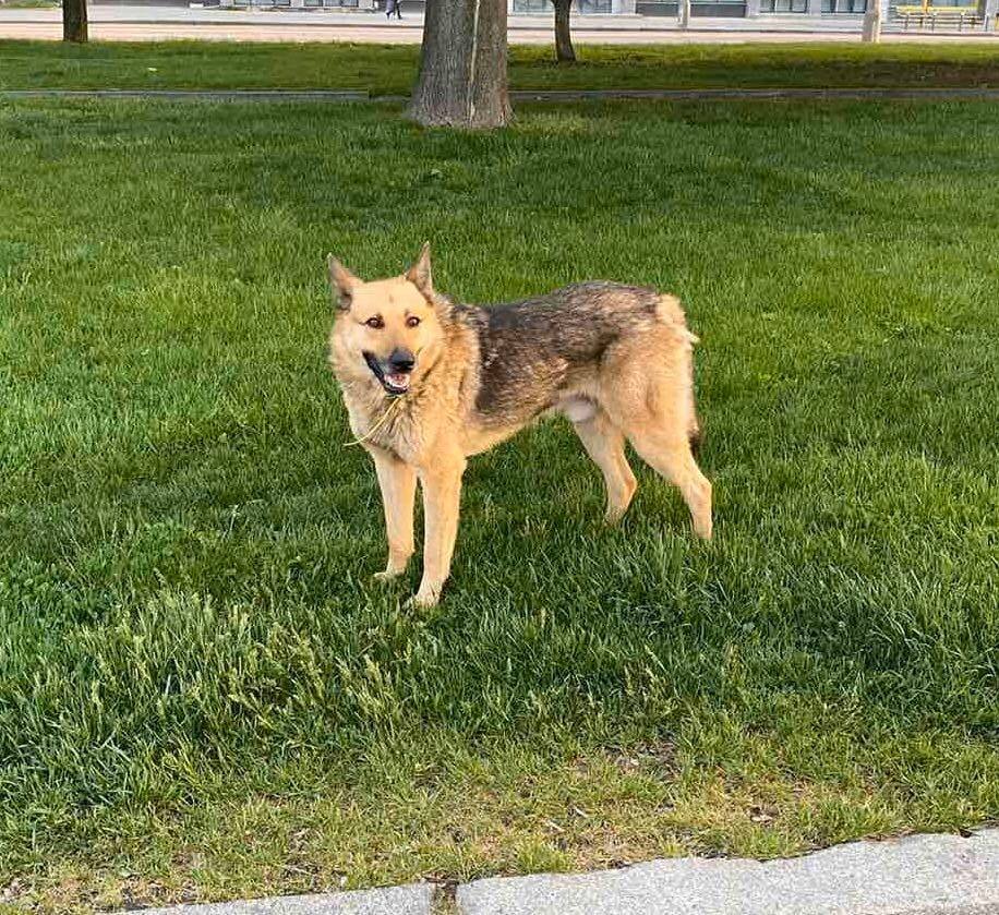 В Днепре пропало много животных: помогите найти 7