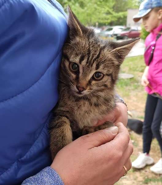 Котик успел сбежать Котик успел сбежать