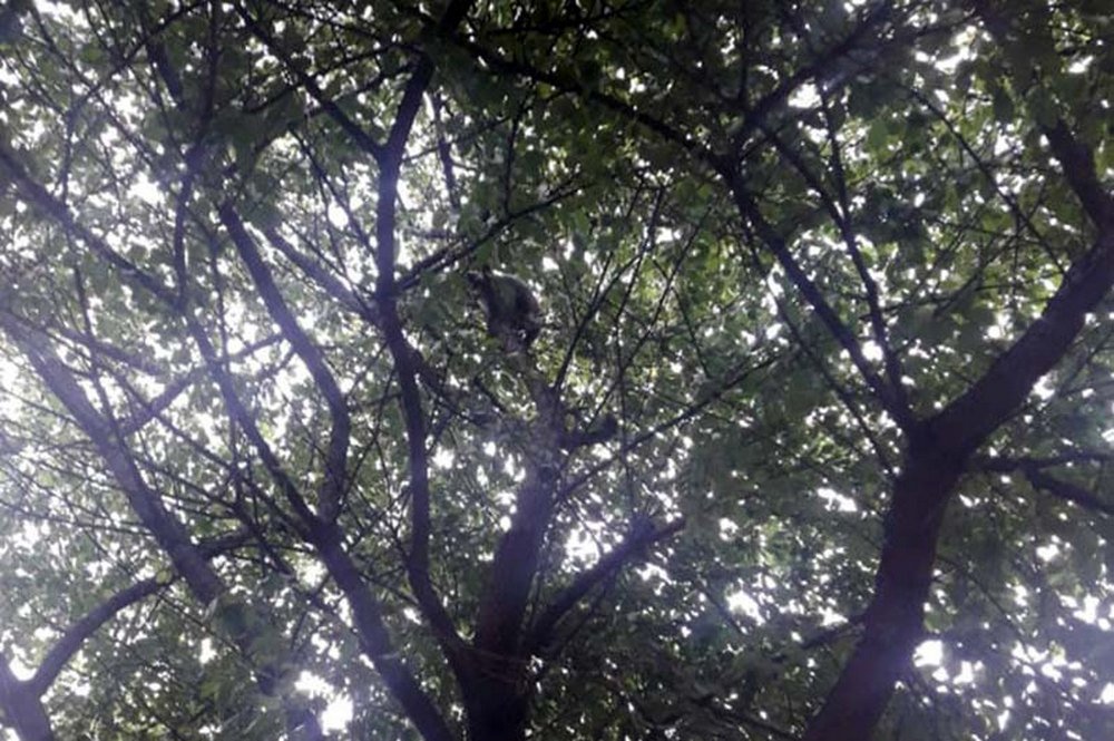 Котик сидел на дереве на уровне второго этажа, поэтому помочь ему своими силами жители дома не могли