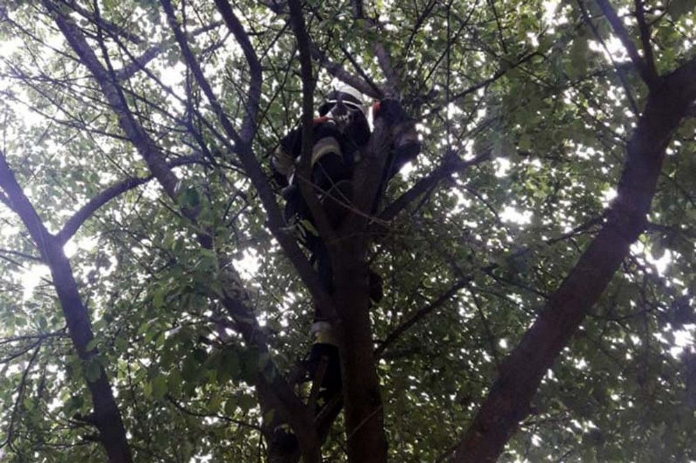 Спасатели сняли усатого и передали в надежные руки