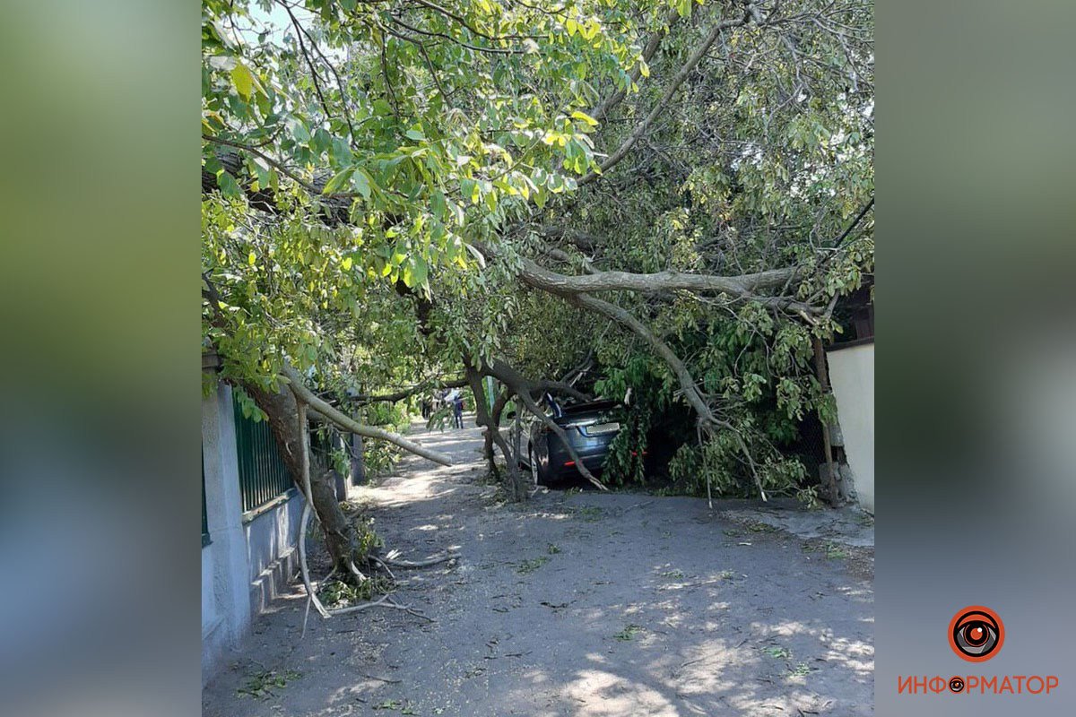 Ветки дерева буквально накрыли машину Ветки дерева буквально накрыли машину