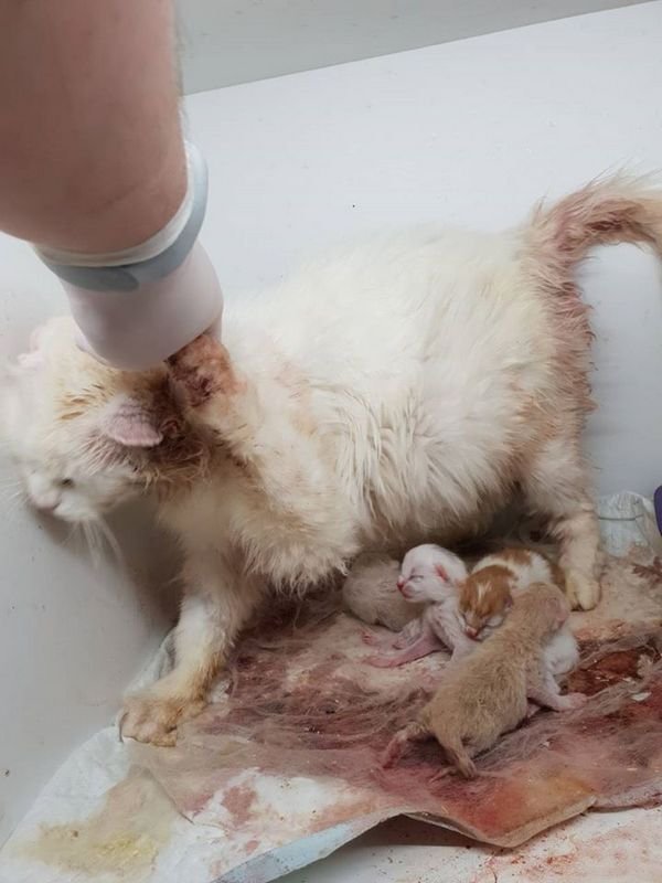 Кошка Среда пострадала от нападения собак, но смогла сохранить беременность