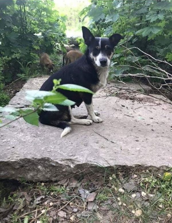 Собака и 5 щенят остались без крыши над головой