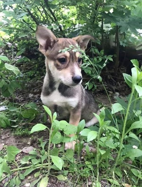 Бродягам нужна хотя бы временная передержка