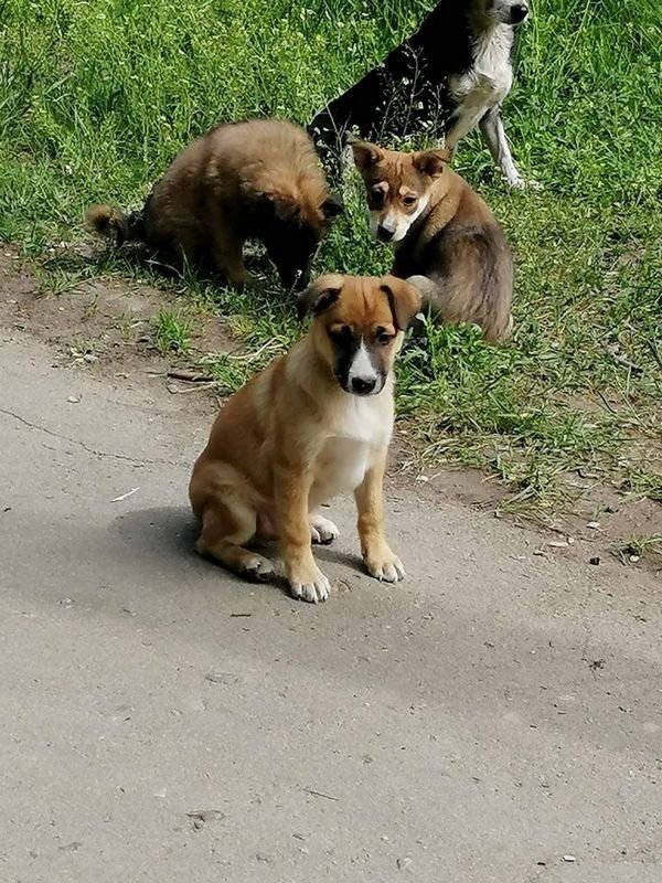 Отлично подойдут для содержания в квартирах