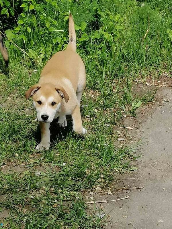 Волонтеры помогут со стерилизацией и обработкой