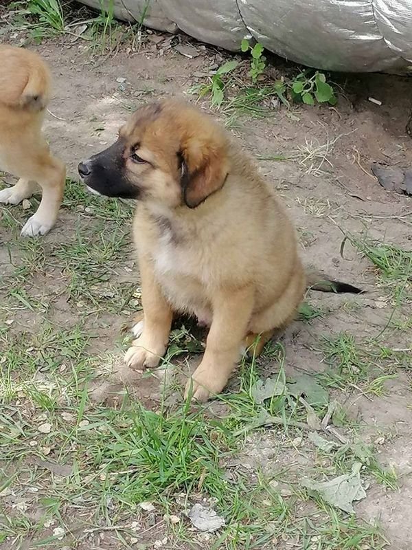 Хозяин, найдись!