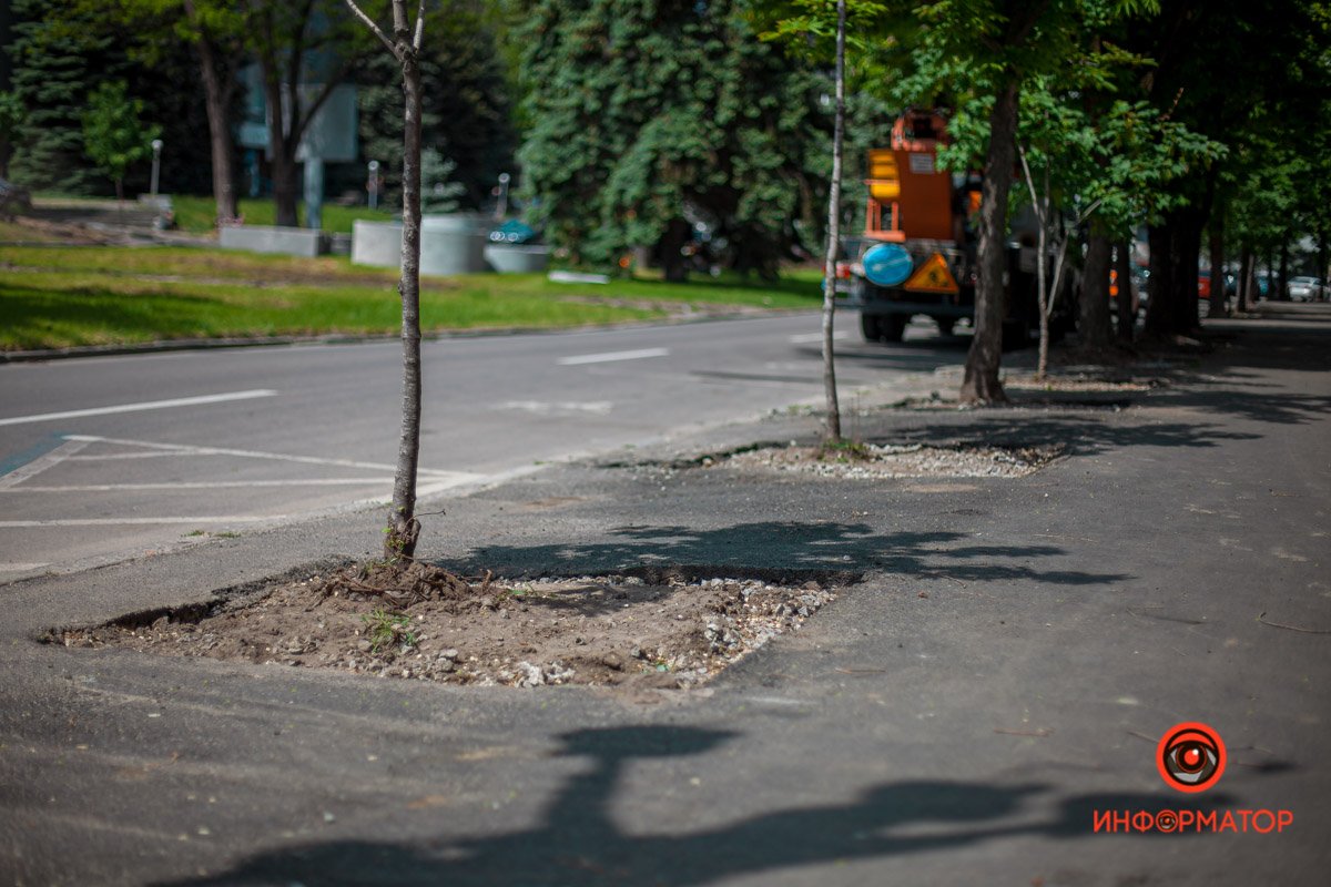 Высадят новые деревья Высадят новые деревья