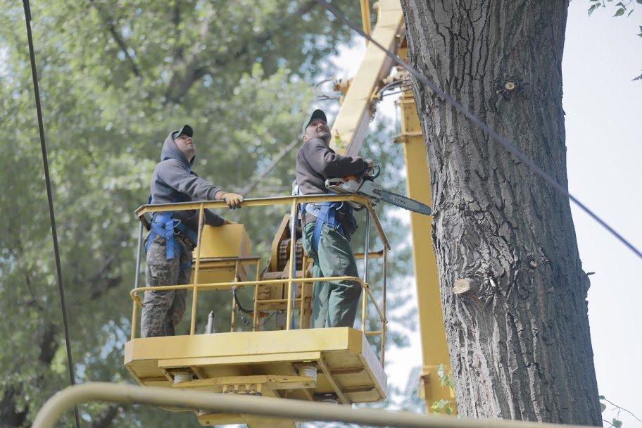 В Днепре удаляют аварийные деревья 4