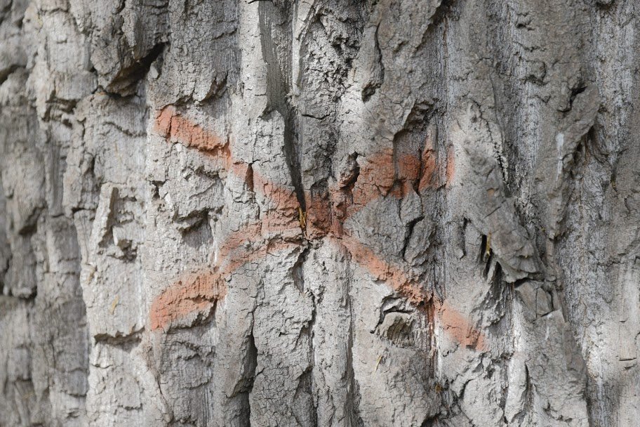 В Днепре удаляют аварийные деревья 5