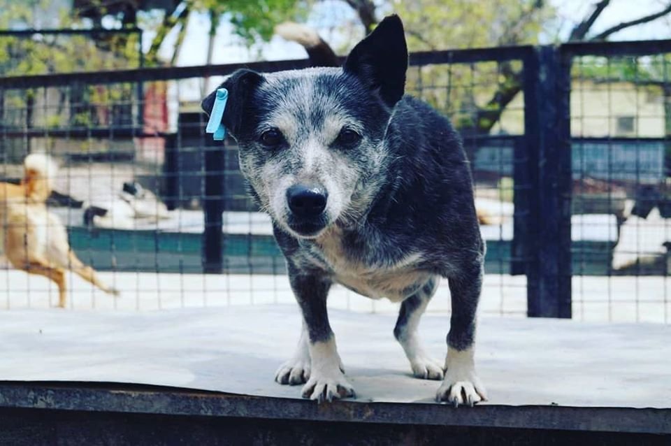 Маленькие истории бездомных животных: где найти себе верного друга в Днепре 1