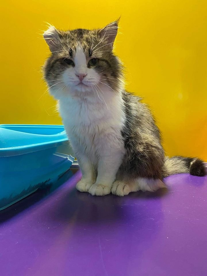 Маленькие истории бездомных животных: где найти себе верного друга в Днепре 2